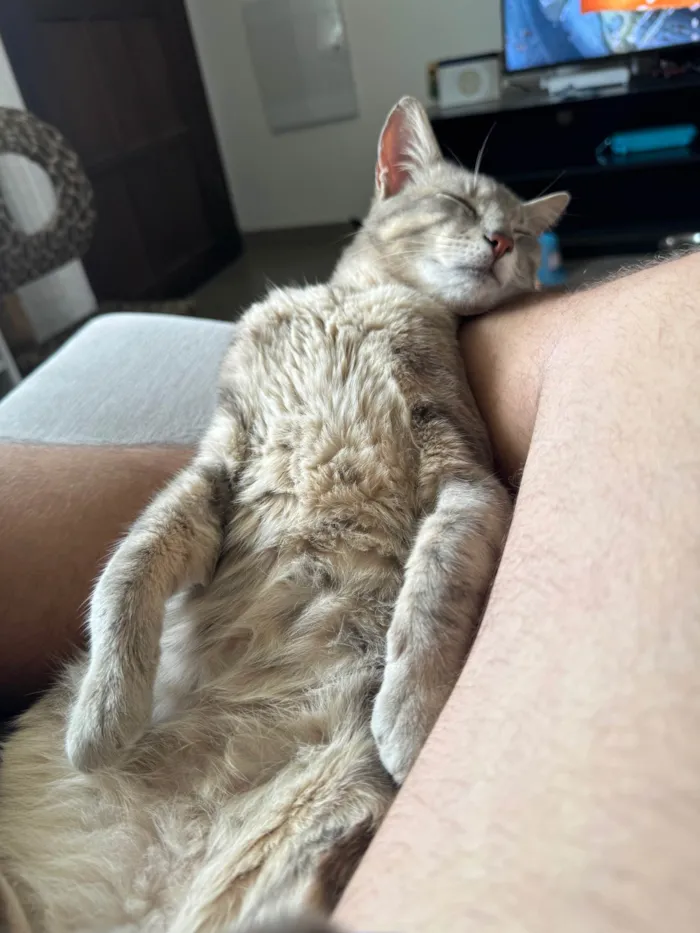 Gato ra a SRD-ViraLata idade 2 anos nome Tico