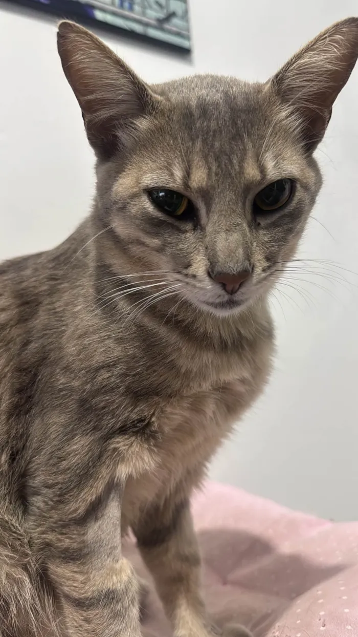 Gato ra a SRD-ViraLata idade 2 anos nome Tico