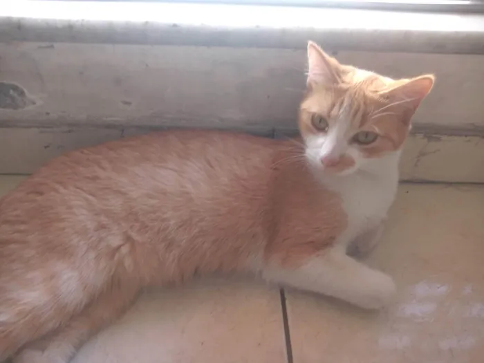 Gato raça SRD-ViraLata idade 6 ou mais anos nome Maria Joana