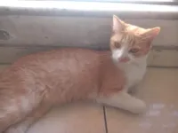 Gato raça SRD-ViraLata idade 6 ou mais anos nome Maria Joana