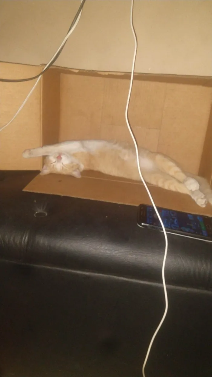 Gato ra a SRD-ViraLata idade 6 ou mais anos nome Maria Joana