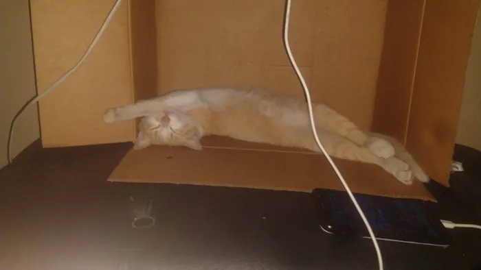 Gato ra a SRD-ViraLata idade 6 ou mais anos nome Maria Joana