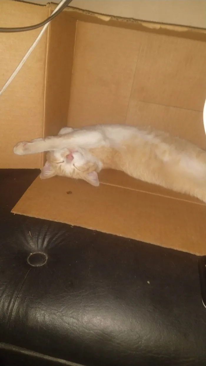 Gato ra a SRD-ViraLata idade 6 ou mais anos nome Maria Joana