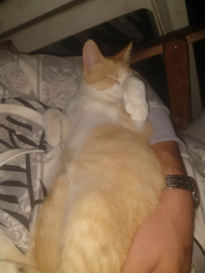 Gato ra a SRD-ViraLata idade 6 ou mais anos nome Maria Joana