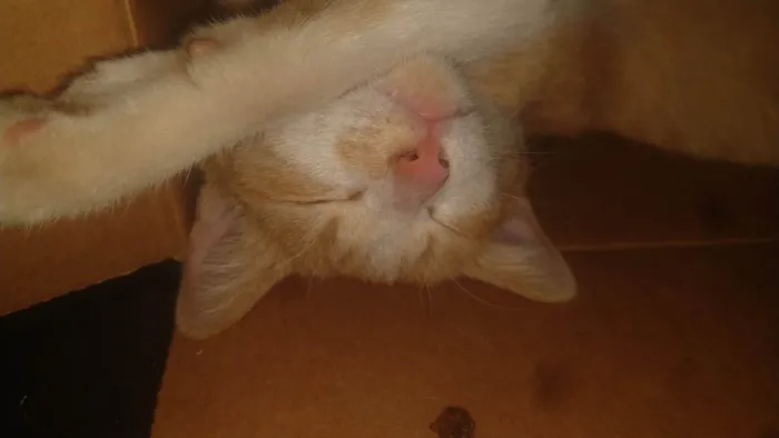 Gato ra a SRD-ViraLata idade 6 ou mais anos nome Maria Joana