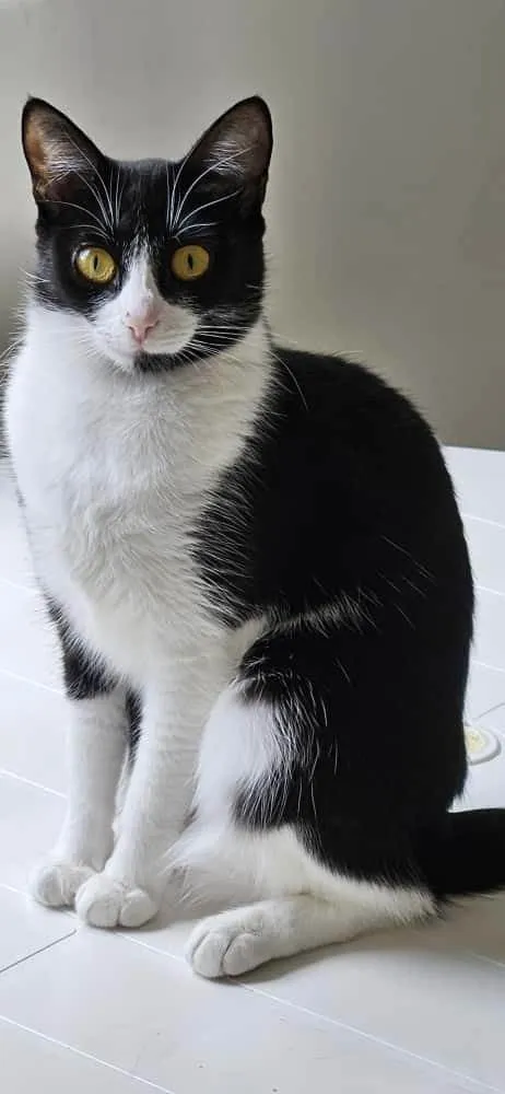 Gato ra a SRD-ViraLata idade 1 ano nome Nina