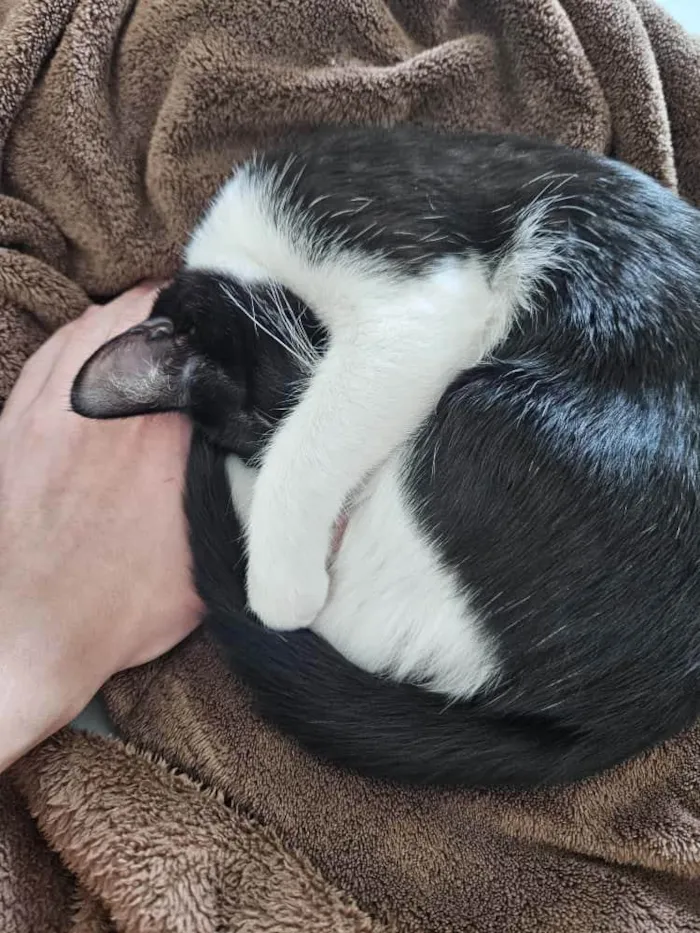 Gato ra a SRD-ViraLata idade 1 ano nome Nina