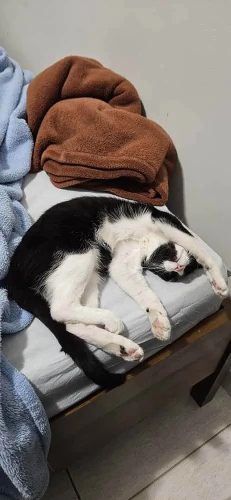 Gato ra a SRD-ViraLata idade 1 ano nome Nina