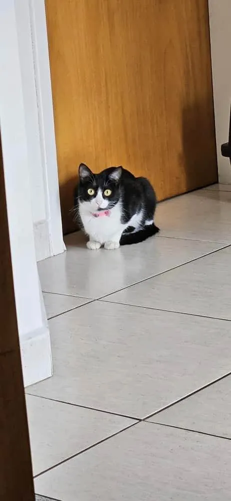 Gato ra a SRD-ViraLata idade 1 ano nome Nina