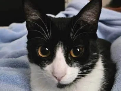 Gato raça SRD-ViraLata idade 1 ano nome Nina