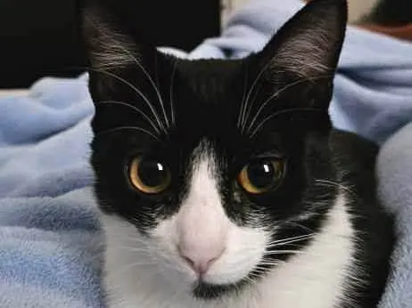 Gato ra a SRD-ViraLata idade 1 ano nome Nina