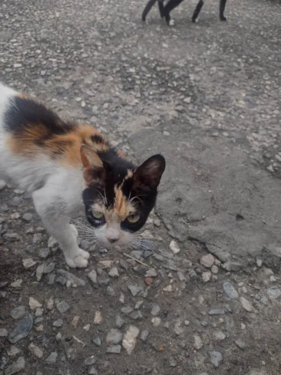 Gato raça SRD-ViraLata idade 5 anos nome cor da gata branca,preta e amarela