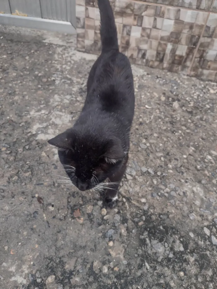 Gato ra a SRD-ViraLata idade 5 anos nome cabeça