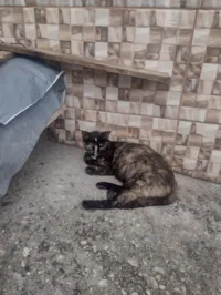 Gato raça SRD-ViraLata idade 2 a 6 meses nome marrom