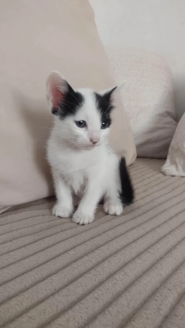 Gato ra a SRD-ViraLata idade Abaixo de 2 meses nome Bebelo