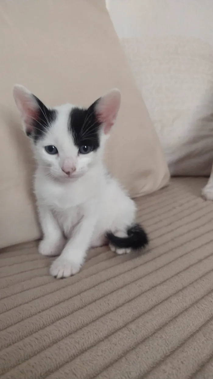 Gato ra a SRD-ViraLata idade Abaixo de 2 meses nome Bebelo