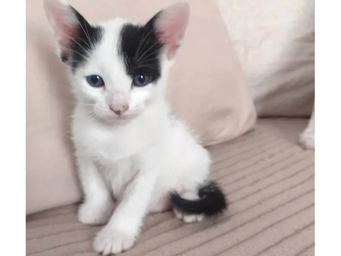 Gato ra a SRD-ViraLata idade Abaixo de 2 meses nome Bebelo