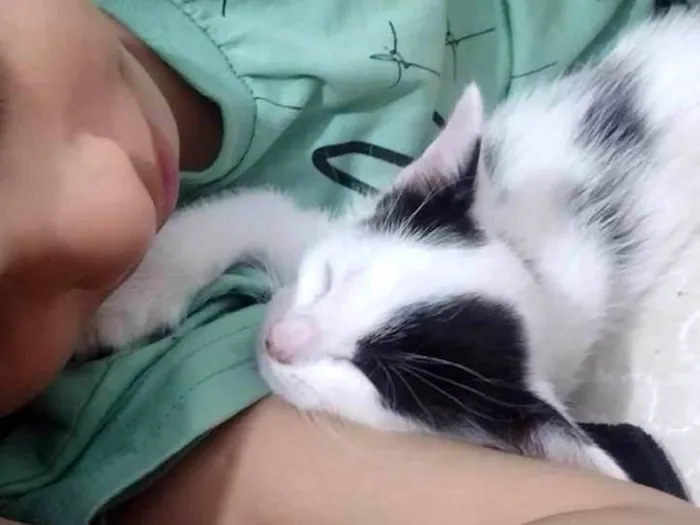 Gato ra a SRD-ViraLata idade Abaixo de 2 meses nome Bebelo