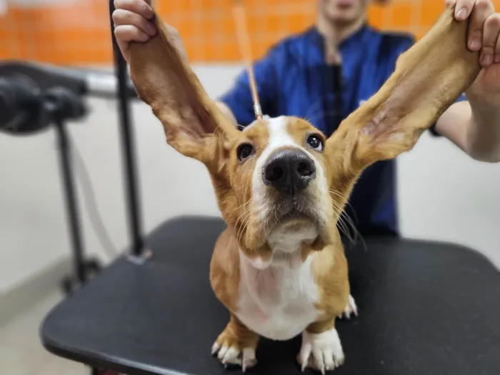 Cachorro ra a Basset-Cofap idade 1 ano nome Galaxy