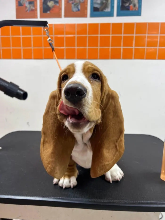 Cachorro ra a Basset-Cofap idade 1 ano nome Galaxy