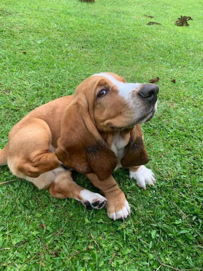 Cachorro ra a Basset-Cofap idade 1 ano nome Galaxy