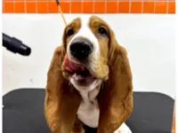 Cachorro ra a Basset-Cofap idade 1 ano nome Galaxy