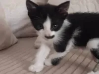 Gato raça SRD-ViraLata idade 2 a 6 meses nome Luna