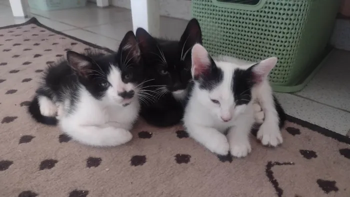 Gato ra a SRD-ViraLata idade Abaixo de 2 meses nome Theo