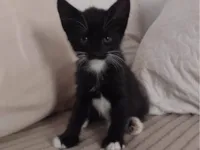 Gato ra a SRD-ViraLata idade Abaixo de 2 meses nome Theo