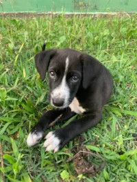 Cachorro ra a SRD-ViraLata idade Abaixo de 2 meses nome Ravena