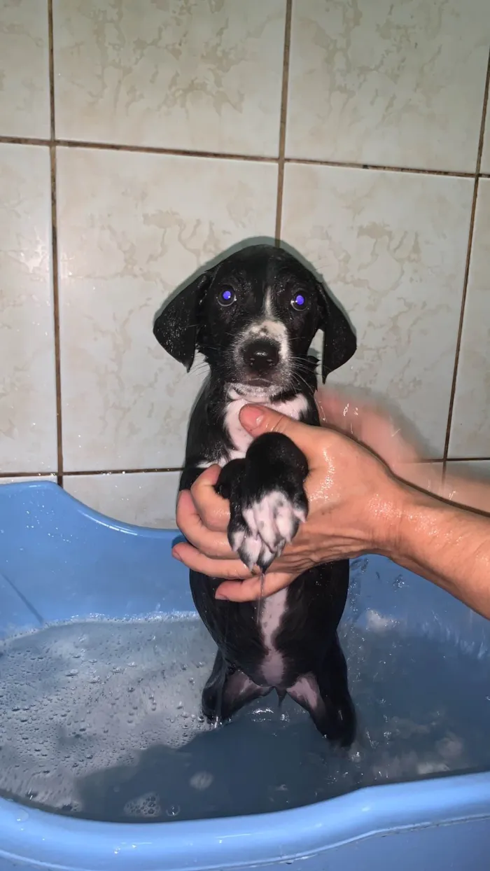Cachorro ra a SRD-ViraLata idade Abaixo de 2 meses nome Ravena