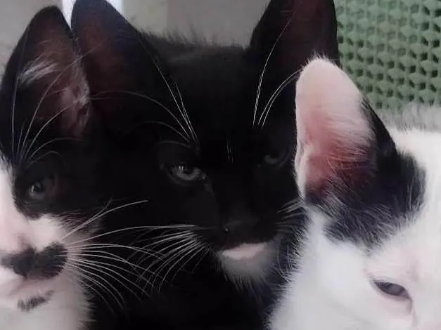 Gato ra a SRD-ViraLata idade Abaixo de 2 meses nome Theo