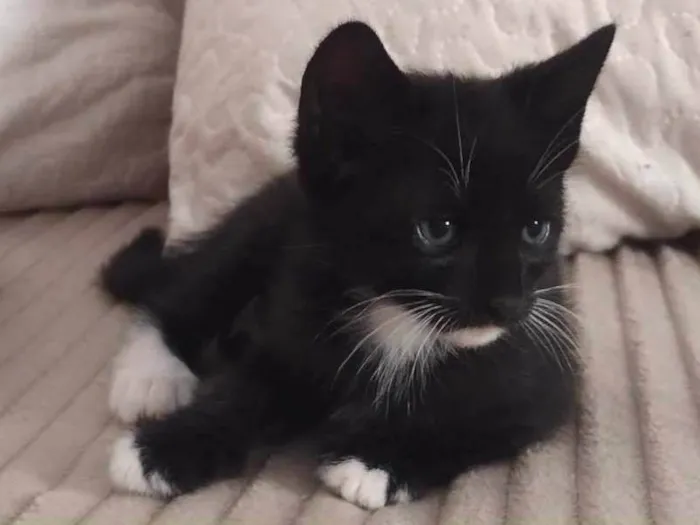 Gato ra a SRD-ViraLata idade Abaixo de 2 meses nome Theo