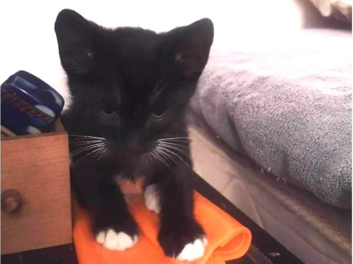 Gato ra a SRD-ViraLata idade Abaixo de 2 meses nome Theo