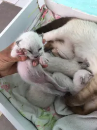 Gato raça Siamês idade Abaixo de 2 meses nome safira 