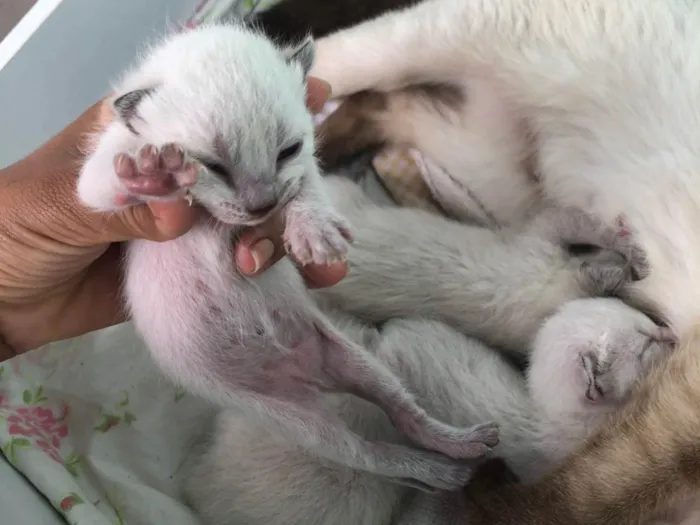Gato ra a Siamês idade Abaixo de 2 meses nome safira 