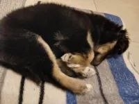 Cachorro raça SRD-ViraLata idade 2 a 6 meses nome luke