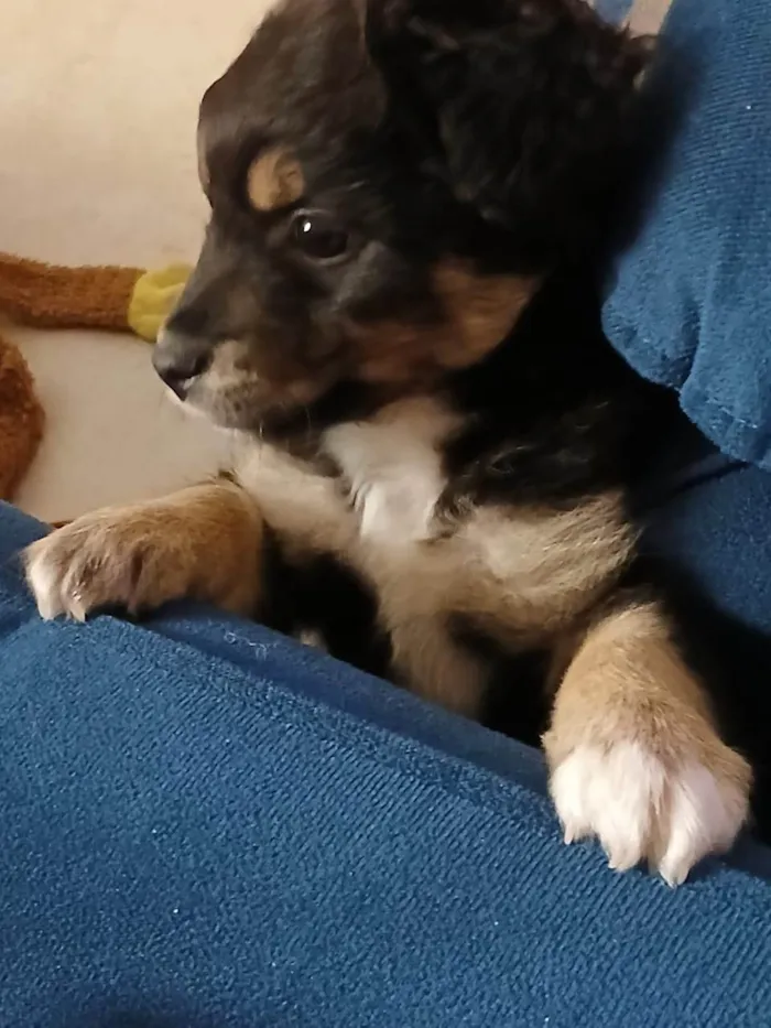 Cachorro ra a SRD-ViraLata idade 2 a 6 meses nome luke