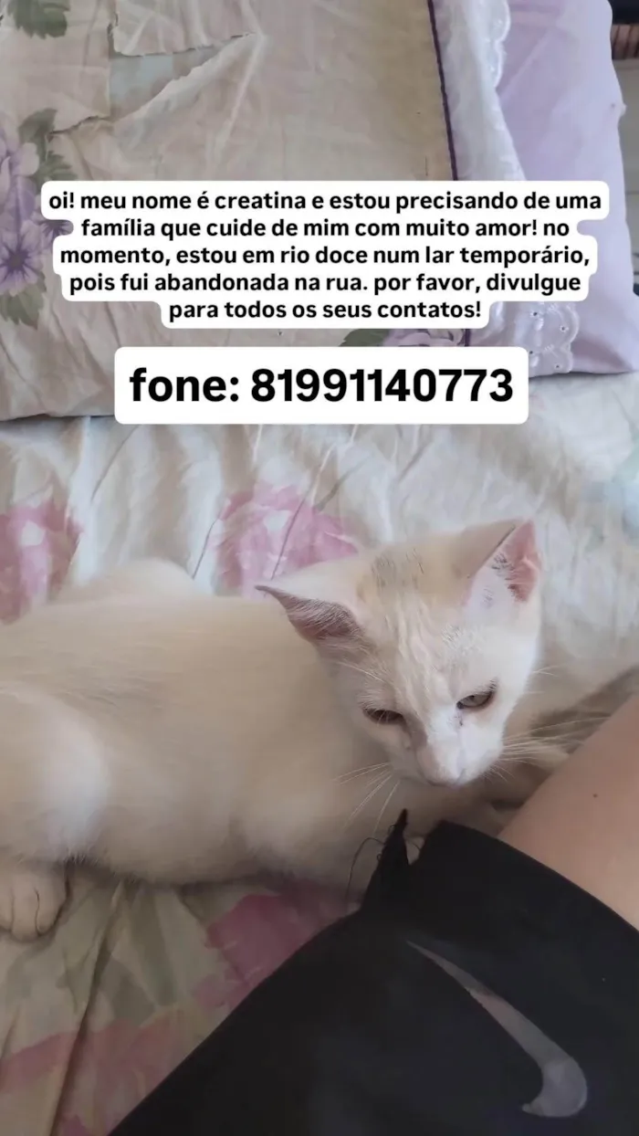 Gato ra a SRD-ViraLata idade 2 a 6 meses nome creatina 