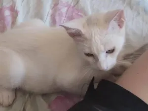 Gato raça SRD-ViraLata idade 2 a 6 meses nome creatina 