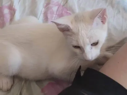 Gato raça SRD-ViraLata idade 2 a 6 meses nome creatina 