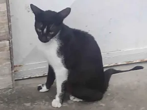 Gato raça SRD-ViraLata idade 2 a 6 meses nome tricolor