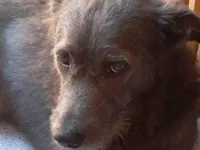 Cachorro raça SRD-ViraLata idade 1 ano nome Macaco 