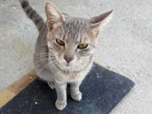 Gato raça SRD-ViraLata idade 2 anos nome Tico