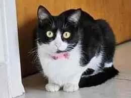 Gato raça SRD-ViraLata idade 1 ano nome Nina