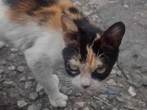 Gato raça SRD-ViraLata idade 5 anos nome cor da gata branca,preta e amarela