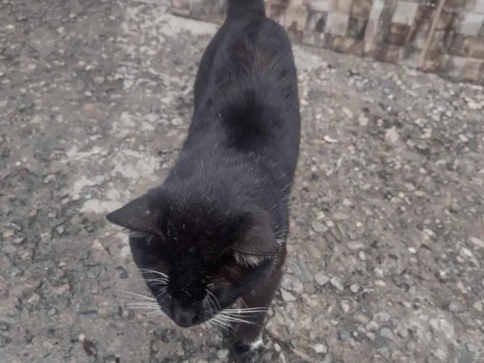 Gato raça SRD-ViraLata idade 5 anos nome cabeça