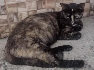 Gato raça SRD-ViraLata idade 2 a 6 meses nome marrom