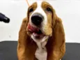 Cachorro ra a Basset-Cofap idade 1 ano nome Galaxy