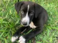 Cachorro raça SRD-ViraLata idade Abaixo de 2 meses nome Ravena
